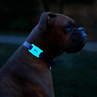 Case-Mate | Dog Collar for Apple AirTag Glow in the Dark - Clear | 15-09953